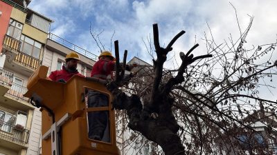 Bandırma Belediyesi, Ordu Caddesi’nde gerçekleştirdiği ağaç bakımı çalışmalarıyla mevsimsel düzenlemeleri