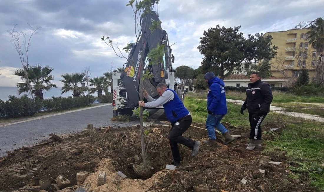 Erdek sahilinde ağaç yenileme çalışması Erdek Belediyesi, güvenlik riski taşıyan ağaçların kaldırılmasının ardından sahil bandında
