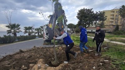 Erdek Belediyesi, güvenlik riski taşıyan ağaçların kaldırılmasının ardından sahil bandında