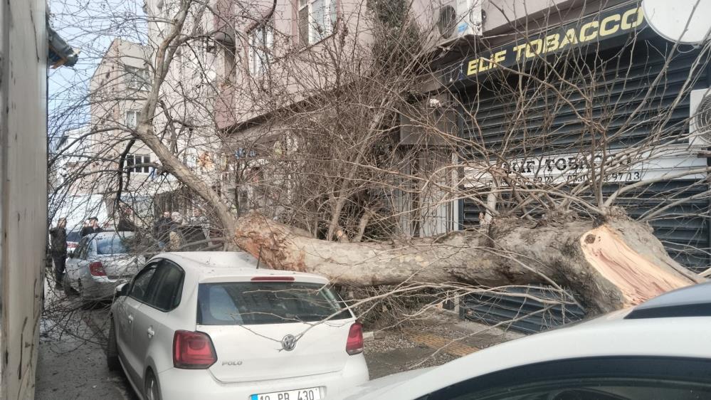Kamyon çarptı, çınar ağacı araçların üzerine devrildi Bandırma’da seyir halinde kamyon çınar ağacına çarpması sonrası ağaç devrildi.