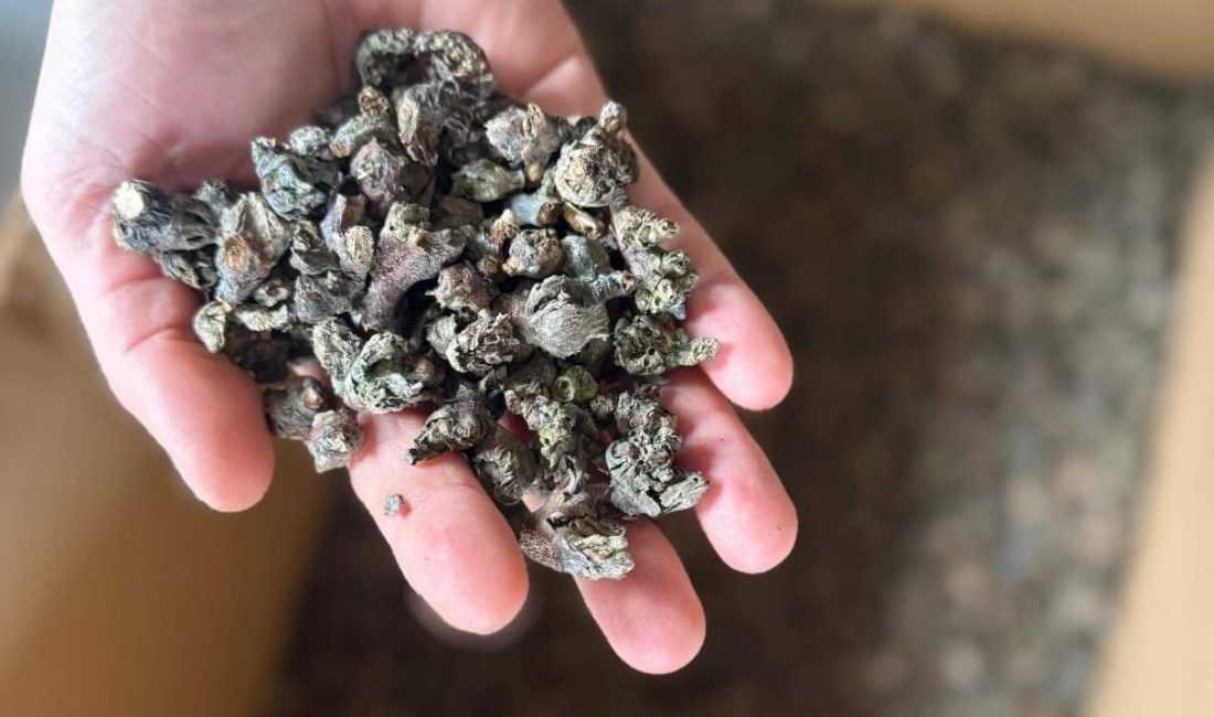 Kestane Ormanları için 157 bin Gal toplandı Balıkesir Orman Bölge Müdürlüğü, kestane ağaçlarını tehdit eden Gal Arısı