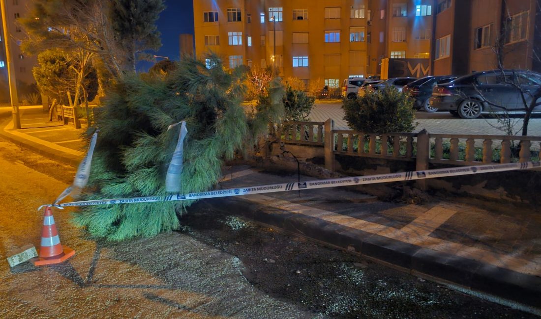 Bandırma’da şiddetli rüzgâr çam ağacını yola devirdi Levent Mahallesi Büyük Levent Caddesi’nde etkili olan rüzgâr nedeniyle kökünden