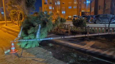 Levent Mahallesi Büyük Levent Caddesi’nde etkili olan rüzgâr nedeniyle kökünden