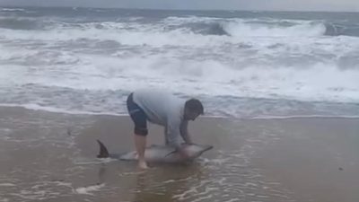 Sarımsaklı plajlarında karaya vuran yunusu, vatandaşlar kurtararak yeniden denize gönderdi.