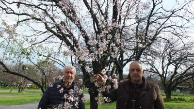 Burhaniye’de  son günlerde yaşanan ılık havalar ağaçların çiçek açmasına neden