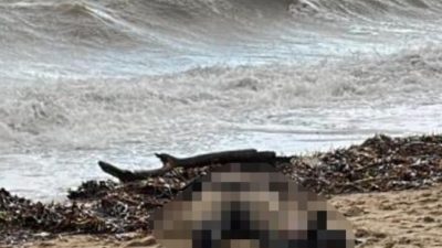 Sarımsaklı sahilinde dün kıyıya vuran kadın cesedi üzerindeki sis perdesi