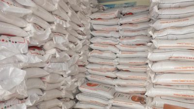 Türkiye’nin önemli zeytin üretim merkezlerinden Balıkesir’in Burhaniye ilçesinde, son yağışlar
