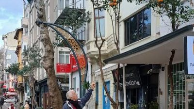 Bandırma’da özellikle yoğun olarak bulunan; çınar,akasya,çam erik, zeytin,incir ve değişik