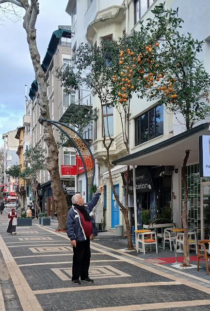 Bandırma’da özellikle yoğun olarak bulunan; çınar,akasya,çam erik, zeytin,incir ve değişik