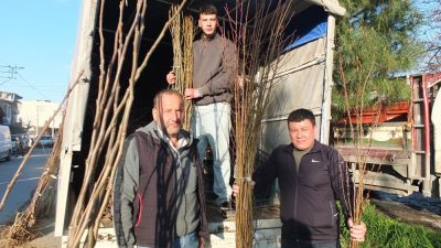 Burhaniye’de, pazarda satılan sertifikalı meyve fidanları ilgi gördü. Fidanların yöre