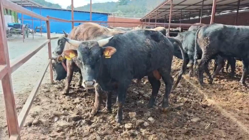 Havran’a bağlı Temaşalık Mahallesi’nde, Yusuf Çağlar ile Eylül Çiftlik sahibi