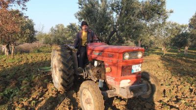 Türkiye’nin önemli zeytin üretim merkezlerinden Balıkesir’in Burhaniye ilçesinde, zeytinliklerde budama