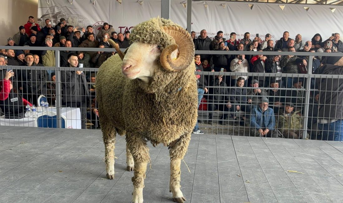 Bandırma’da koç satışında zirve fiyat: 1 milyon 110 bin lira Bandırma Koyunculuk Araştırma Enstitüsü’nde düzenlenen 83. Geleneksel Damızlık Koç Satışı