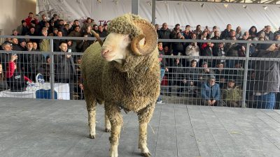 Bandırma Koyunculuk Araştırma Enstitüsü’nde düzenlenen 83. Geleneksel Damızlık Koç Satışı