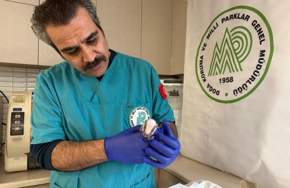 Balıkesir’de bitkin halde bulunan porsuk yavrusu koruma altına alındı Burhaniye’de kırsal alanda bitkin halde bulunan porsuk yavrusu, ekipler tarafından