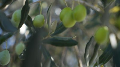 Tarım ve Orman Müdürlüğü, ilçede zeytin ağaçlarında görülen zeytin halkalı