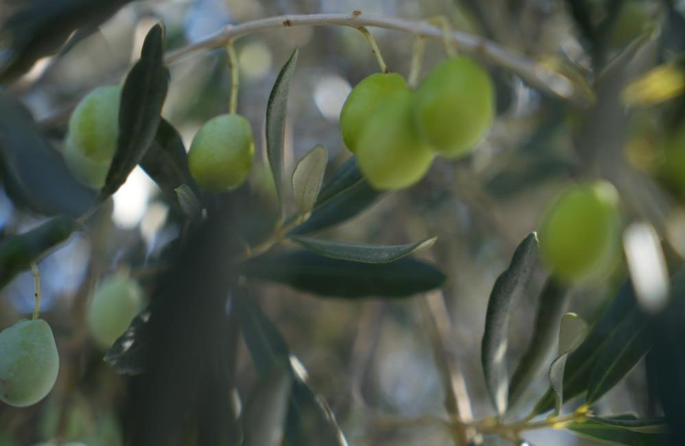 Tarım ve Orman Müdürlüğü, ilçede zeytin ağaçlarında görülen zeytin halkalı