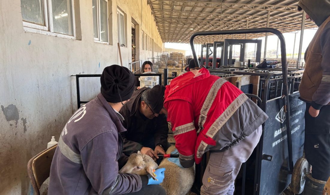 Bandırma’da Merinos Geliştirme Projesi’nde ölçümler tamamlandı Bandırma Koyunculuk Araştırma Enstitüsü’nün yürüttüğü Ülkesel Merinos Geliştirme Projesi kapsamında