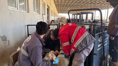 Bandırma Koyunculuk Araştırma Enstitüsü’nün yürüttüğü Ülkesel Merinos Geliştirme Projesi kapsamında