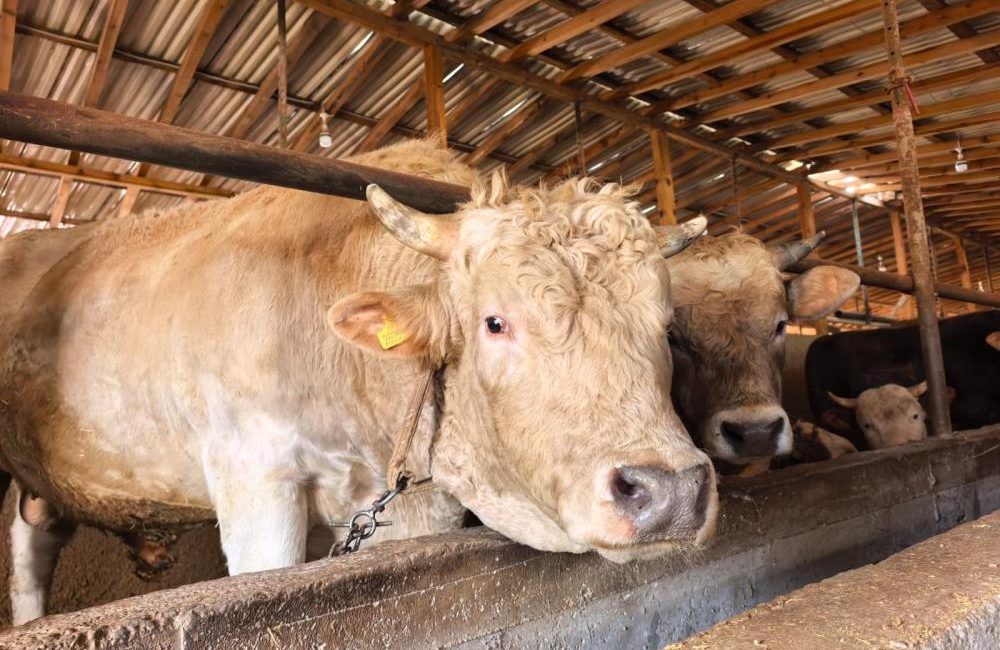 Tonluk ‘Paşa’ 500 bin lira Bursa’da kurbanlık hayvan satışı yapılan çiftlikteki 1 ton 100 kilo