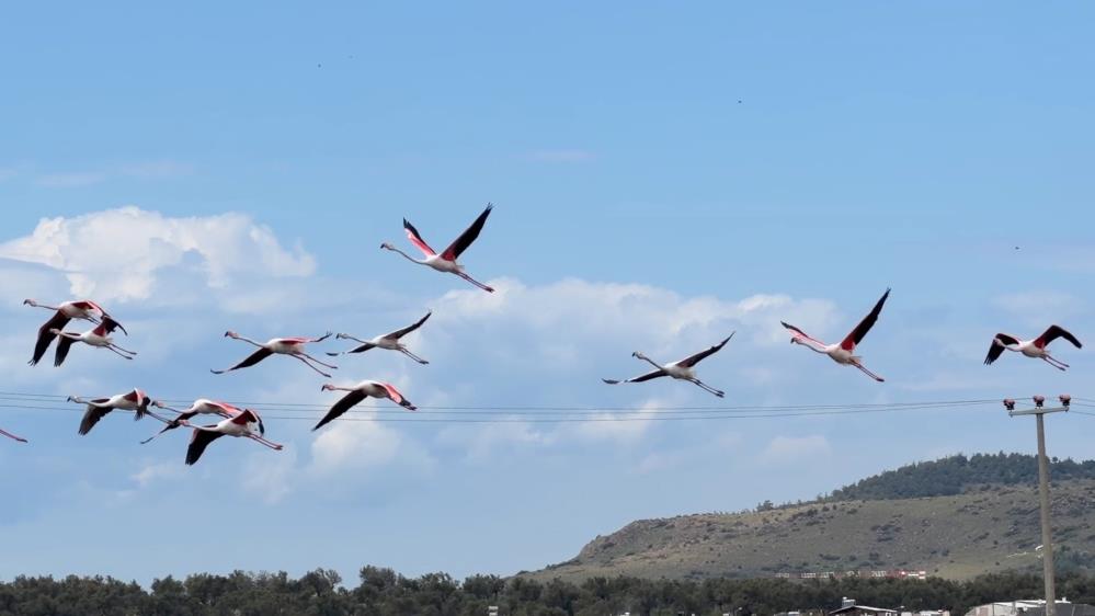 Ayvalık’ın pembe kanatlı misafirleri Ayvalık ilçesindeki lagünler ve sığ kıyılar, doğanın en zarif dansçıları