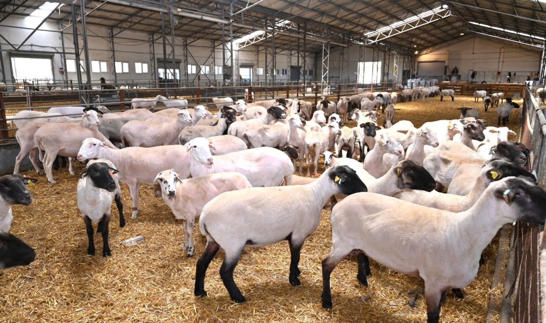 Bandırma Koyunculuk Araştırma’da kırkım ve yapağı analizi tamamlandı Bandırma Koyunculuk Araştırma Enstitüsü Müdürlüğü, yaz hazırlıkları kapsamında sürülerde kırkım