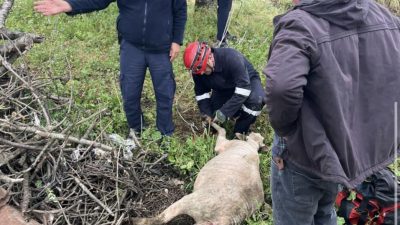 Gönen’de 6 metre derinliğindeki sulama kuyusuna düşen koyun, ekiplerin operasyonuyla