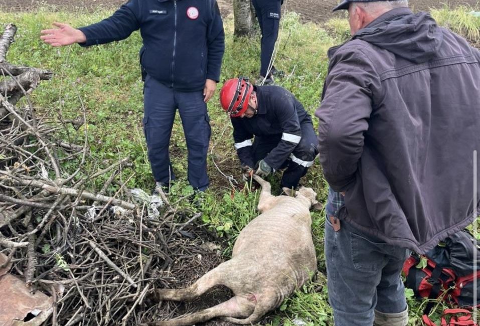 Gönen’de 6 metrelik kuyuya düşen koyun operasyonla kurtarıldı Gönen’de 6 metre derinliğindeki sulama kuyusuna düşen koyun, ekiplerin operasyonuyla