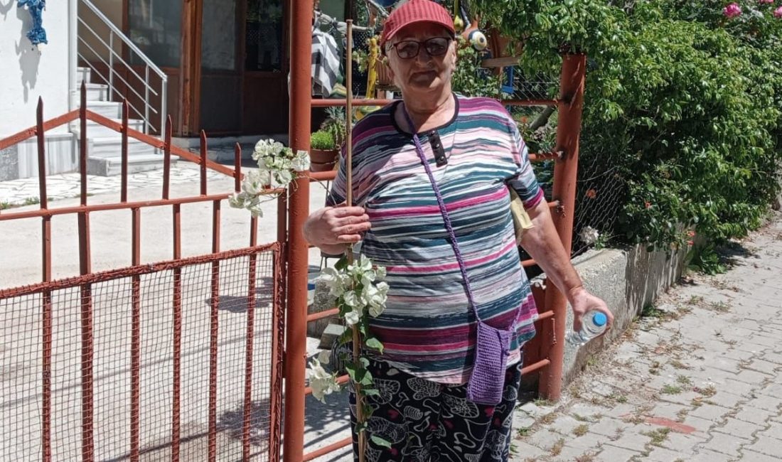 Marmara Adalar Belediyesi ekipleri, Saraylar, Asmalı, Topağaç ve Çınarlı mahallelerinde