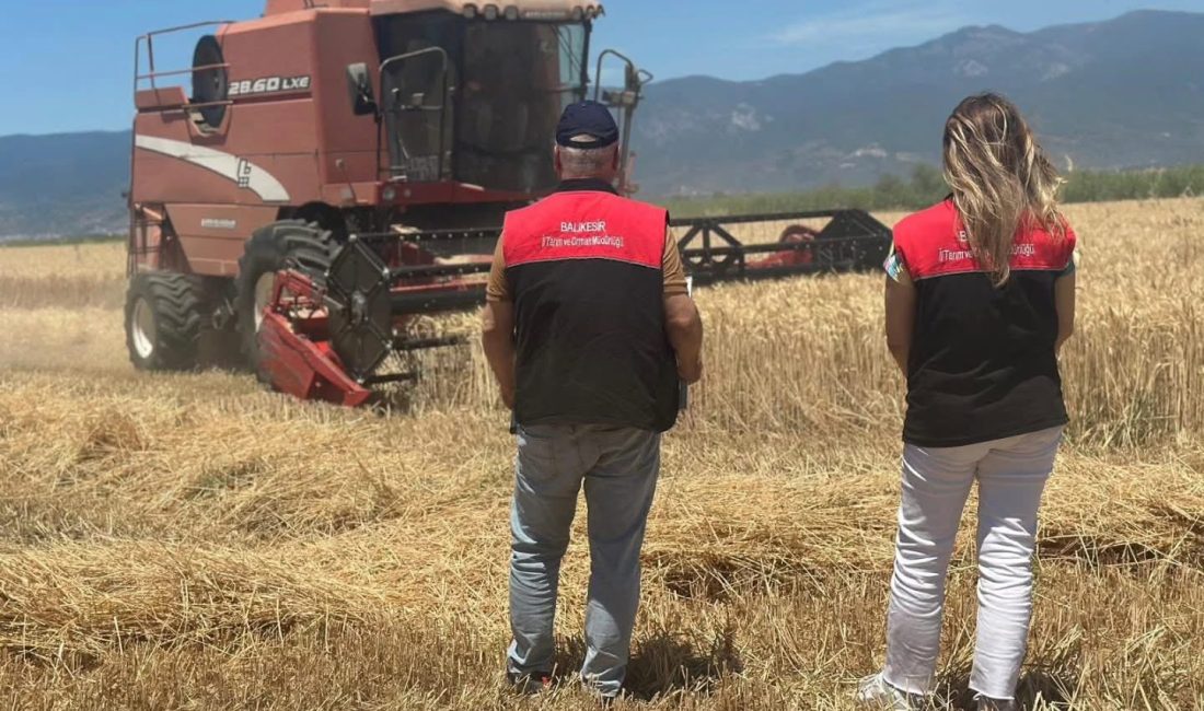 Balıkesir’de hasat mesaisi başladı, ekipler sahaya indi Balıkesir’de buğday ve arpa hasadının başlamasıyla birlikte İl Tarım ve