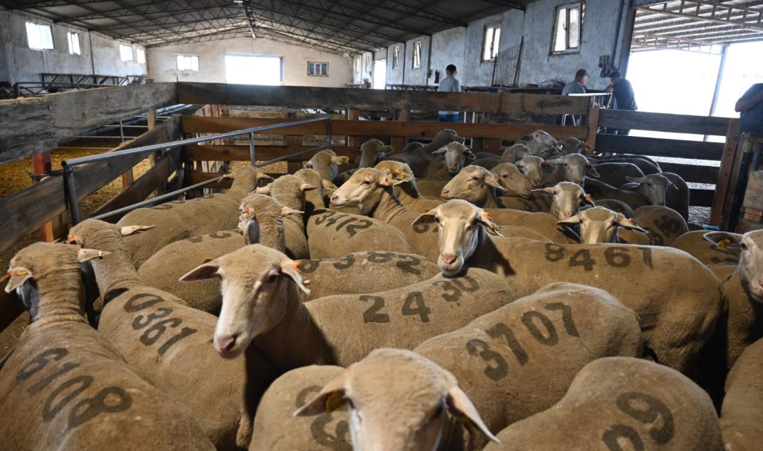 Karacabey Merinoslarında koç katımı devam ediyor Bandırma Koyunculuk Araştırma Enstitüsü Müdürlüğü, Karacabey Merinosu Geliştirme Projesi kapsamında