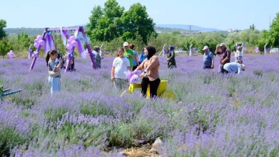 Altıeylül Belediyesi tarafından geleneksel hale getirilen Lavanta Günleri, bu yıl