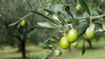Erdek’te yapılan arazi kontrollerinde zeytin güvesinin çiçek nesli larvaları tespit