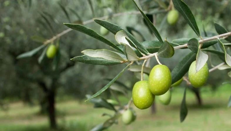 Erdek’te Zeytin Üreticilerine Güve Uyarısı Erdek’te yapılan arazi kontrollerinde zeytin güvesinin çiçek nesli larvaları tespit
