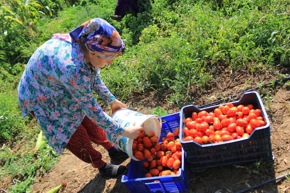 Türkiye genelindeki salçalık domates üretiminde ilk sırada yer alan Bursa’nın