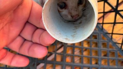 Kepsut’ta, bir PVC borunun içine sıkışarak mahsur kalan yavru kedi,