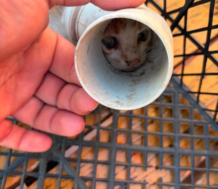 Kepsut’ta, bir PVC borunun içine sıkışarak mahsur kalan yavru kedi,