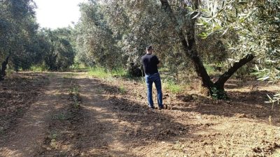 Balıkesir’de zeytin üretiminde kaliteyi artırmak ve verim kayıplarının önüne geçmek