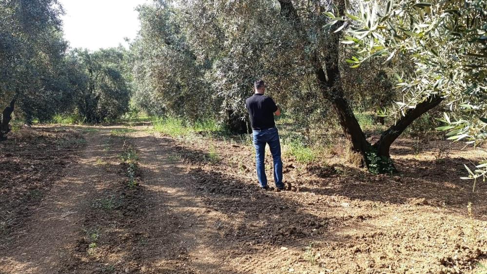 Balıkesir’de zeytin üretiminde kaliteyi artırmak ve verim kayıplarının önüne geçmek