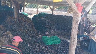 Kapıdağ Yarımadası’nın tescilli mor soğanında erken dikime bağlı sürgün oluşumu
