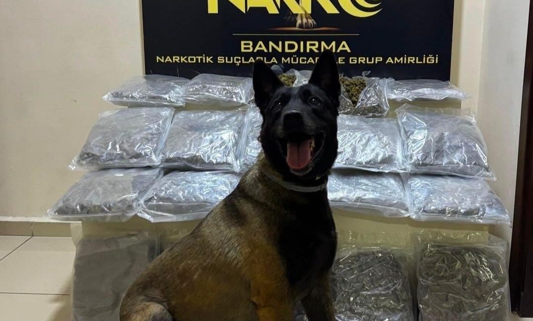 Bandırma’da gübre torbalarının altına gizlenen 11,2 kilo skunk ele geçirildi Bandırma’da narkotik ekiplerince düzenlenen operasyonda, narkotik arama köpeği “Dark”ın tepki