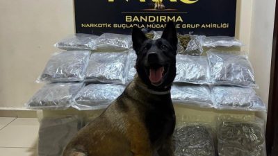 Bandırma’da narkotik ekiplerince düzenlenen operasyonda, narkotik arama köpeği “Dark”ın tepki