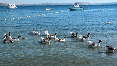 Geçen yıl denize girdikleri için şikâyet konusu olan Erdek’in meşhur