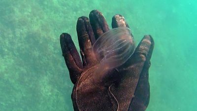 Marmara Denizi’nde hızla yayılan taraklı medüz (Mnemiopsis leidyi) popülasyonuna dikkat