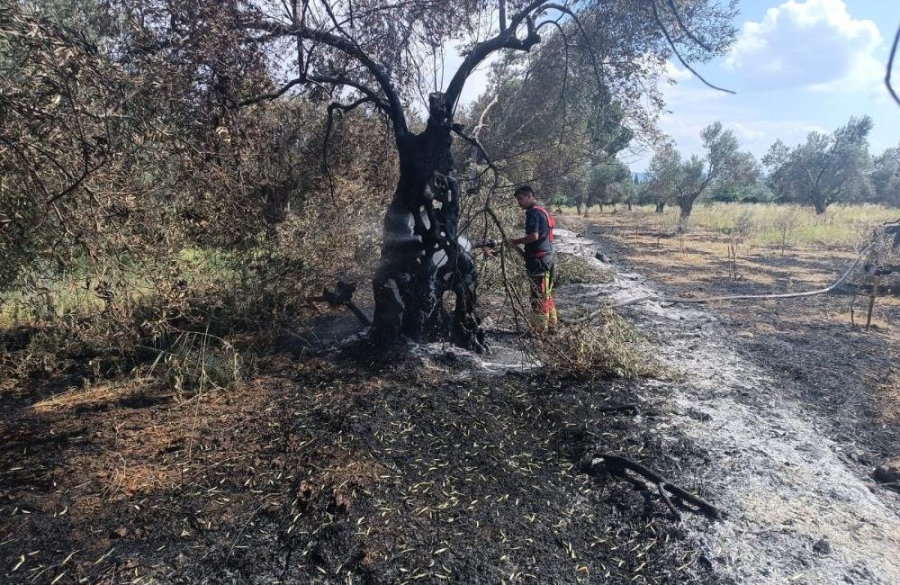 Havran’da zeytinlik ve otluk alanda çıkan yangın, ekiplerin hızlı müdahalesiyle