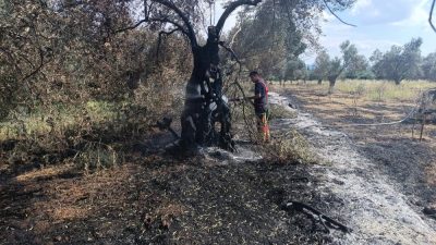 Havran’da zeytinlik ve otluk alanda çıkan yangın, ekiplerin hızlı müdahalesiyle