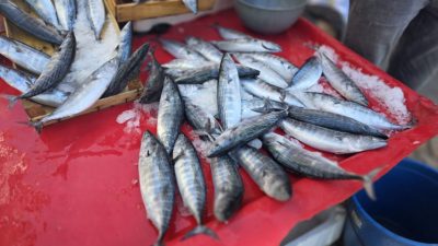 Tezgâhlara çıkan yaklaşık 250 gramlık palamutların tanesi 150-200 liradan satışa