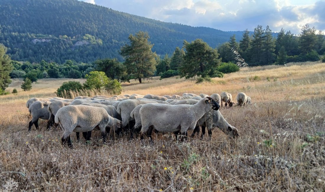 Bandırma Koyunu için Bursa ve Çanakkale’de saha çalışması Yetiştiricilerle gerçekleştirilen buluşmalarda Bandırma Koyununun üretim alanının genişletilmesine yönelik öneriler