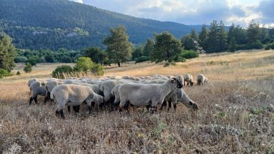 Yetiştiricilerle gerçekleştirilen buluşmalarda Bandırma Koyununun üretim alanının genişletilmesine yönelik öneriler
