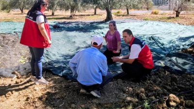 Gömeç , zeytin hasadı başlarken, dünden beri düşen yağışlarda üreticileri